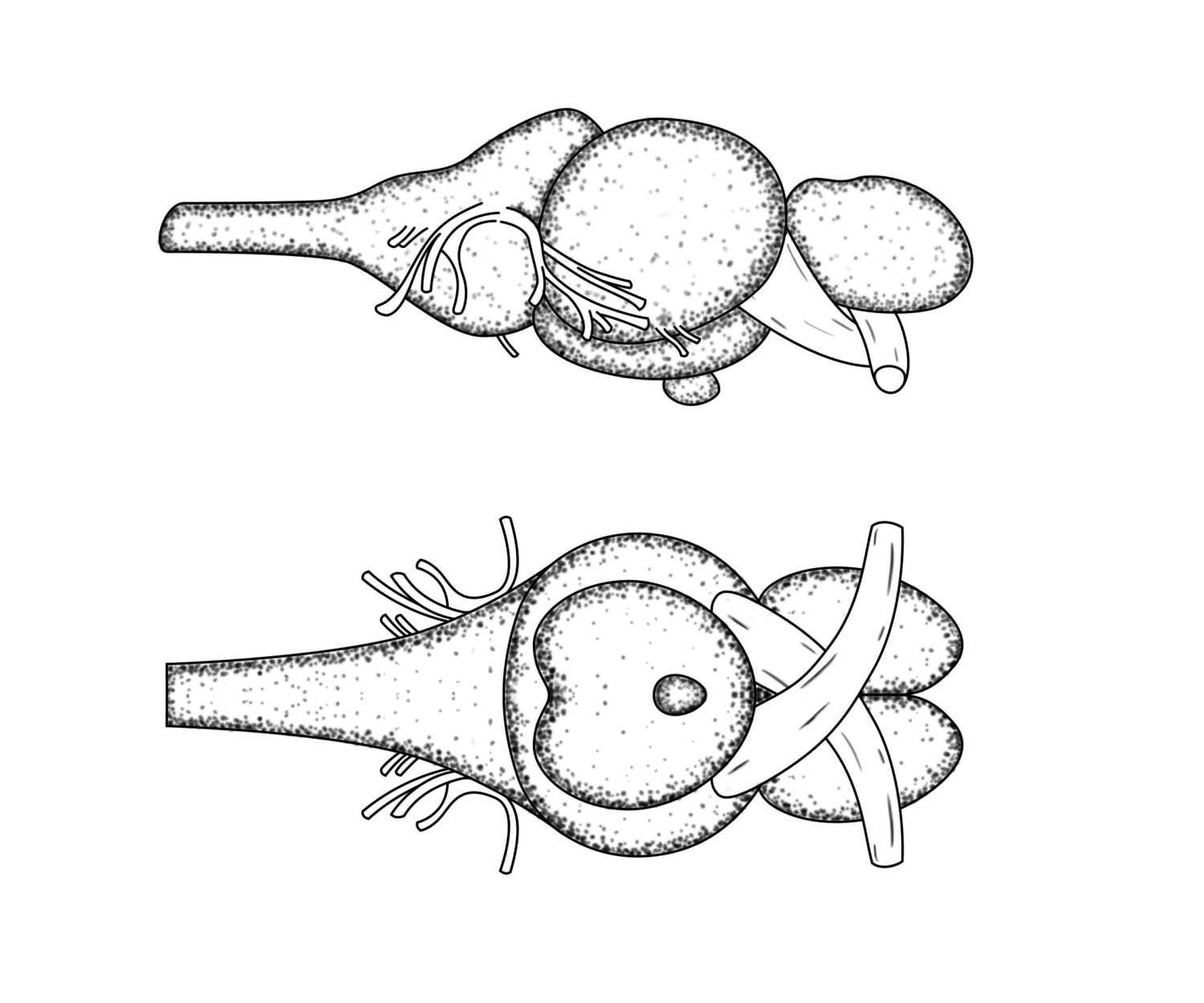 Top and side view of a medaka brain
